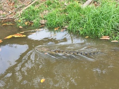 Crocodylus moreletii