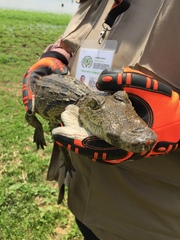 Crocodylus moreletii