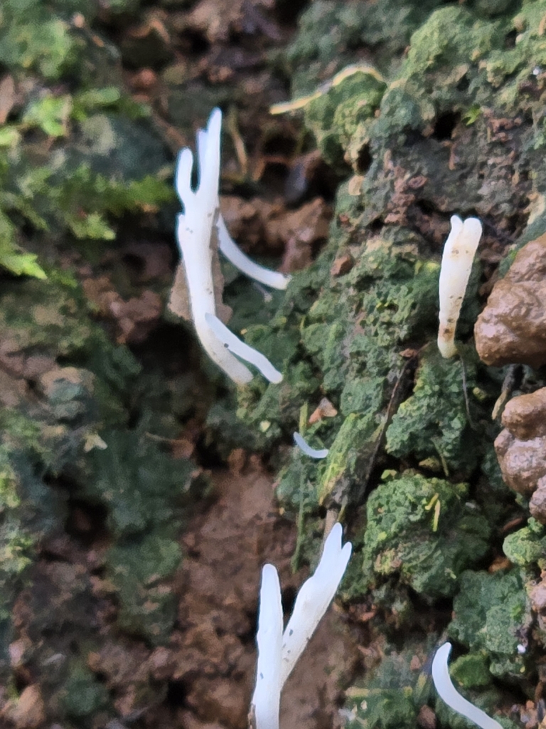 Sulzbacheromyces leucodontium