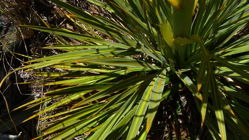 Image of Aciphylla colensoi by (c) Sarah Richardson, some rights reserved (CC BY)