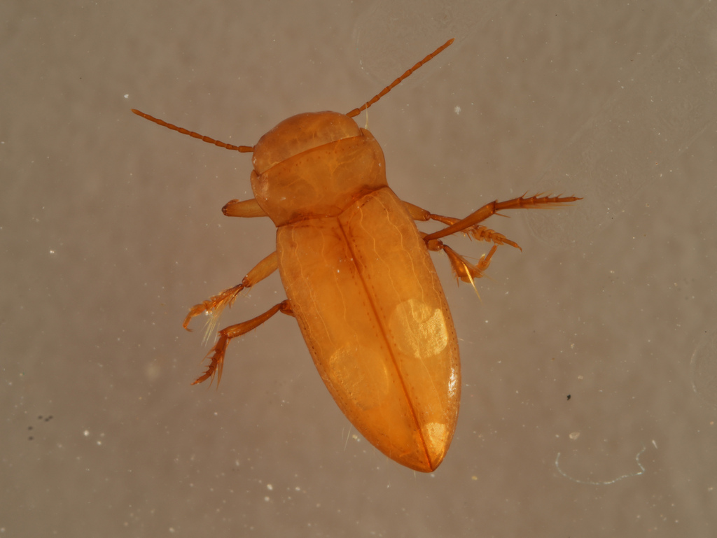 Edwards Aquifer Diving Beetle