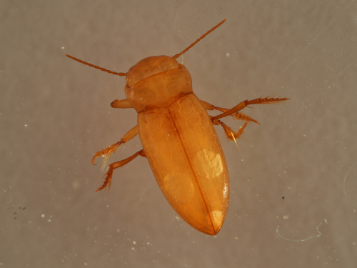 Haideoporus texanus