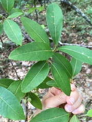 Viburnum cassinoides