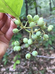 Viburnum cassinoides