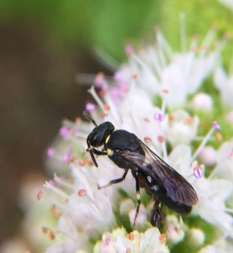 Modest Masked Bee photo 6