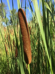 Typha