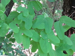 Passiflora mexicana