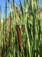 Typha