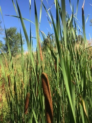 Typha