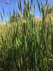 Typha