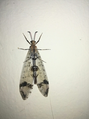 Dendroleon pantherinus