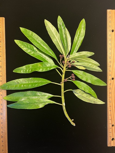 Cyanea spathulata observed 2024-09-27