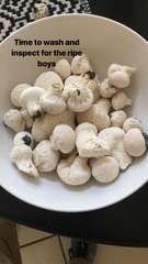 Lycoperdon perlatum image