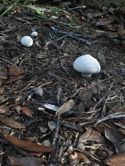 Lycoperdon perlatum image