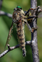 Promachus vertebratus