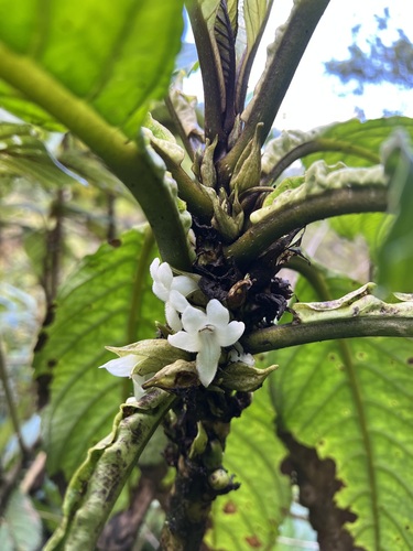 Cyrtandra confertiflora observed 2025-02-06