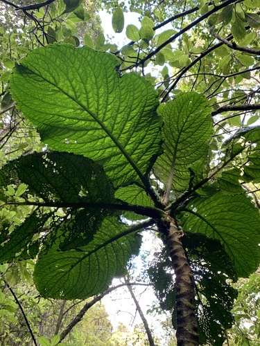 Cyrtandra cyaneoides, 2020-02-27