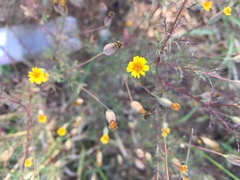 Tagetes subulata