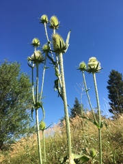 Dipsacus laciniatus
