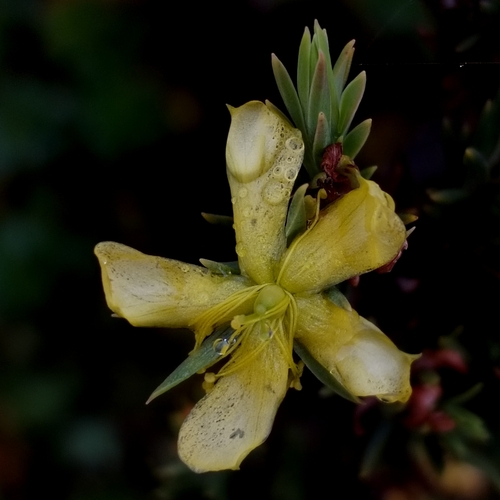 Hypericum lancioides (Hypericum lancioides)