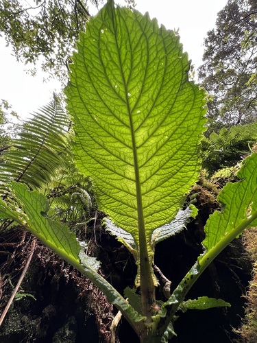 Cyrtandra cyaneoides, 2023-03-22