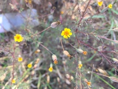 Tagetes subulata