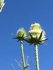 Dipsacus laciniatus
