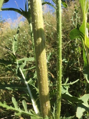 Dipsacus laciniatus