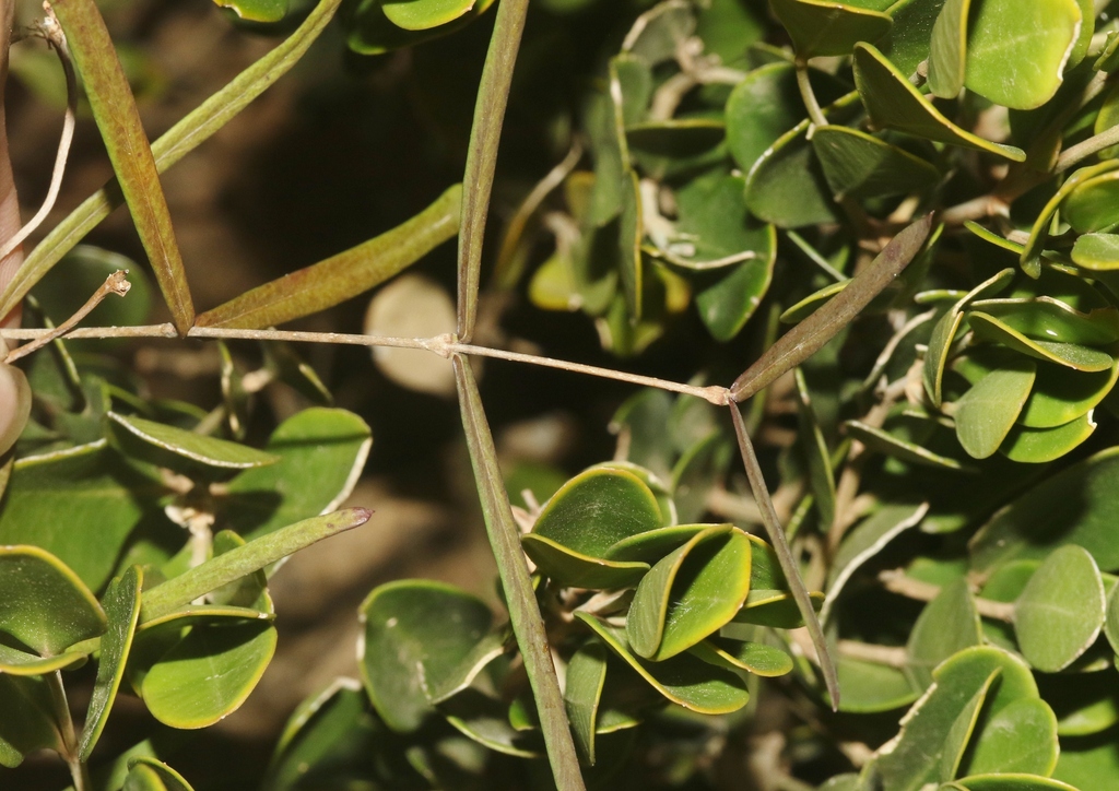 Secamone cuneifolia