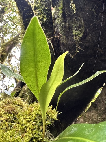 Elaphoglossum callifolium iNat (1)