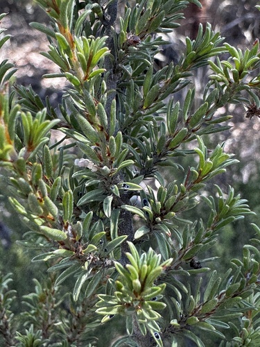 Wagga Wagga Bush-pea (Pultenaea corrickiae)