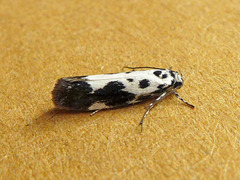 Ethmia quadrillella