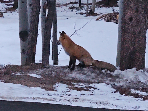 Red Fox photographed in Colorado