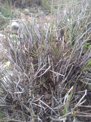 Ephedra compacta