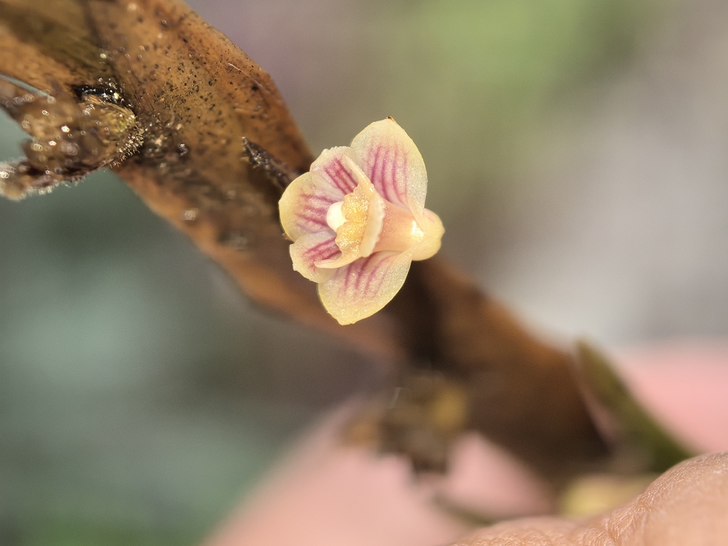 Dendrobium crucilabre J.J.Sm.