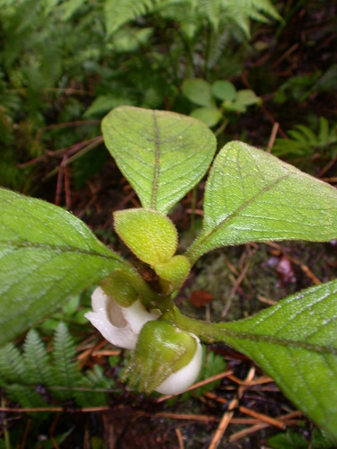 Cyrtandra kealiae ssp. urceolata