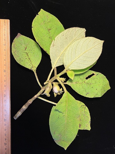 Cyrtandra kealiae observed 2024-10-04