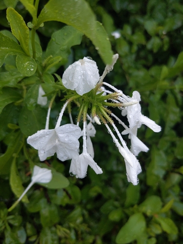 Plumbago auriculata observed 2025-02-14