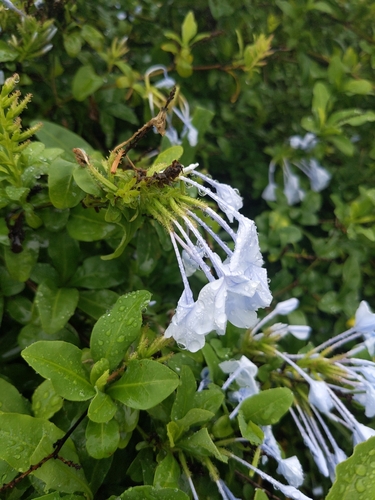 Plumbago auriculata observed 2025-02-14