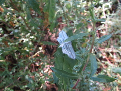 Arcobara multilineata