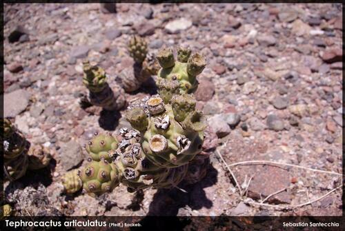 Tephrocactus articulatus