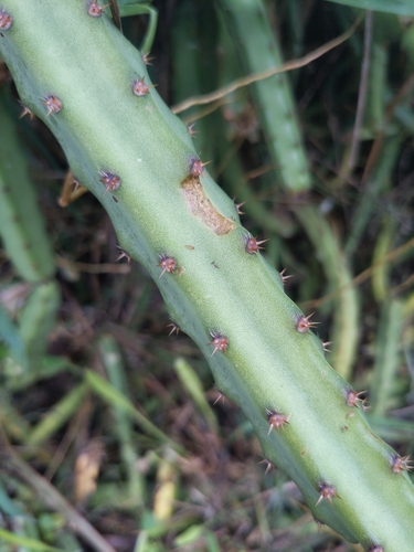 Selenicereus pteranthus observed 2025-02-14