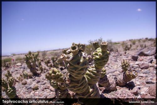 Tephrocactus articulatus