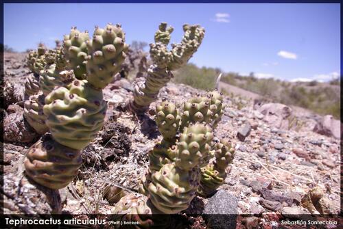 Tephrocactus articulatus