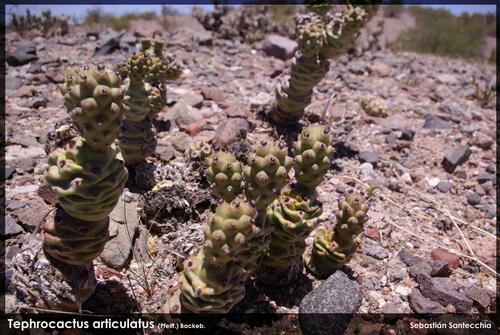 Tephrocactus articulatus