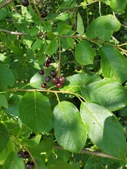 Prunus virginiana