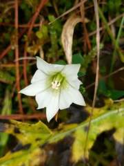 Gentiana flavomaculata