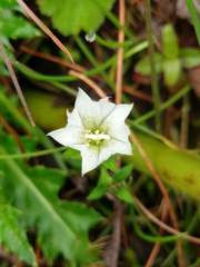 Gentiana flavomaculata