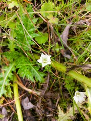Gentiana flavomaculata