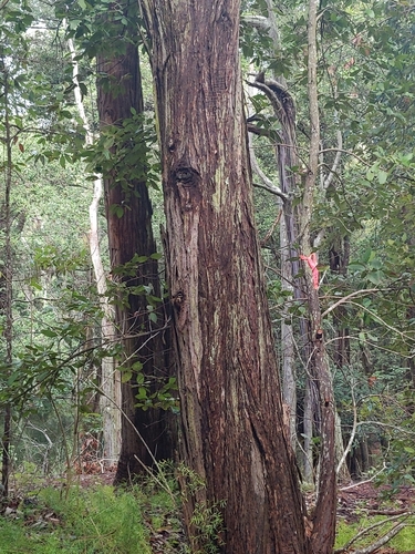 Syncarpia glomulifera observed 2025-02-14